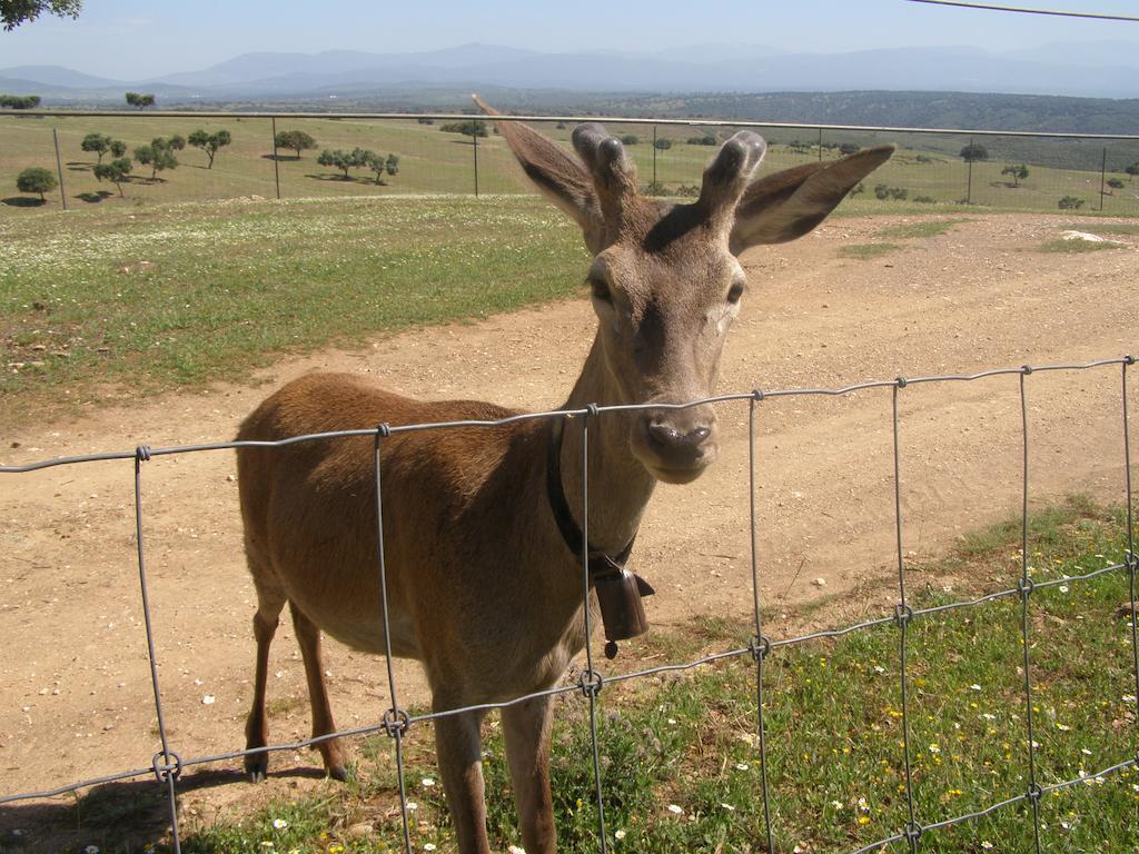 Casa Rural La Sierra De Monfraguee Malpartida de Plasencia Kültér fotó